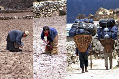 Khumjung 09 Daily Life Goes On In Khumjung Cleaning The Fields While Porters Carry Trekking Equipment For Tourists.jpg